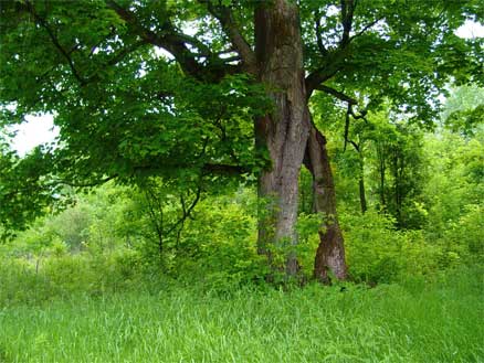 The Grand guardian of the forest Portal tree, one of many majestic trees in the forest at TGB